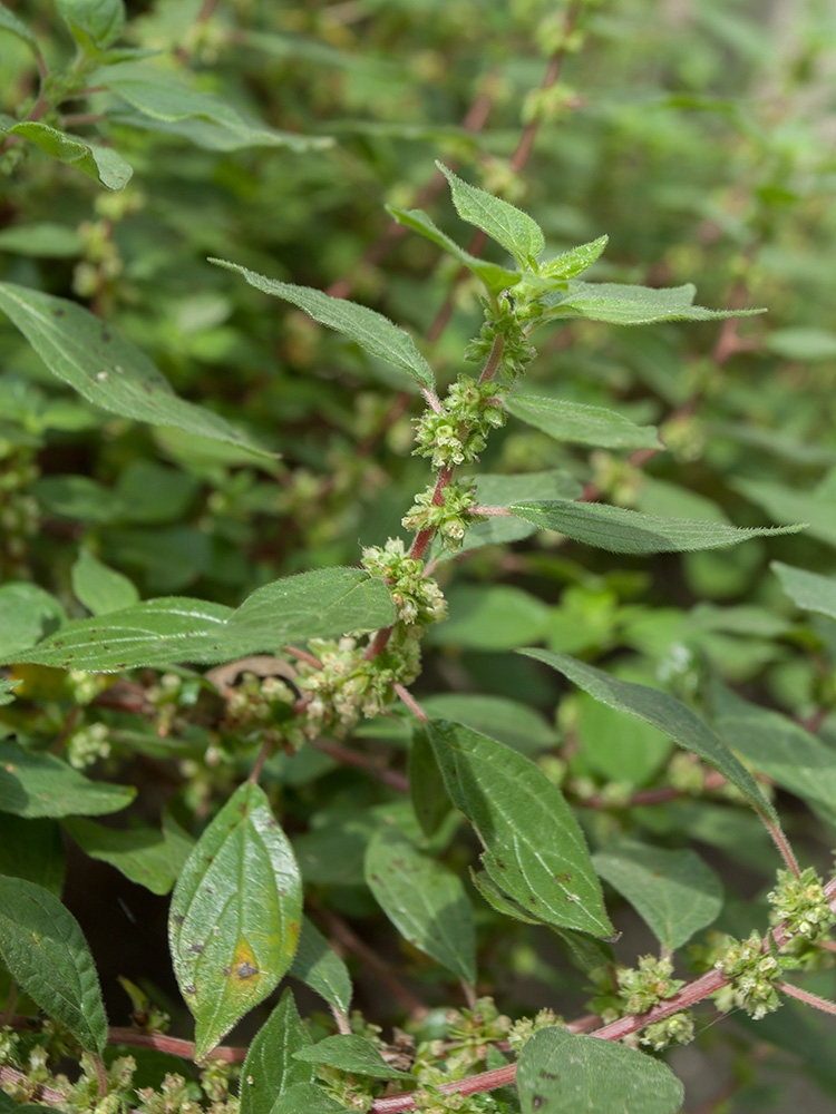 Image of genus Parietaria specimen.