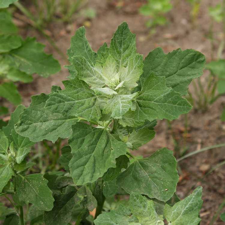 Image of Chenopodium album specimen.