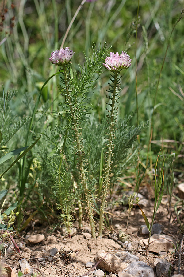 Изображение особи род Pseudosedum.