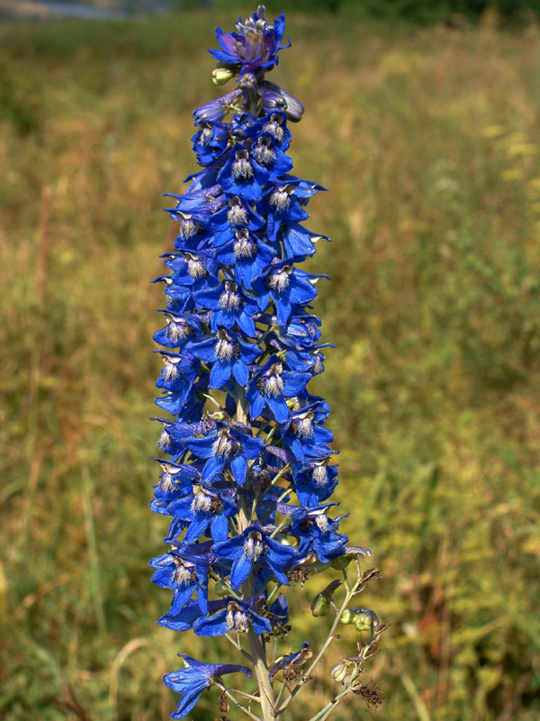 Изображение особи Delphinium dictyocarpum.