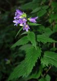 Campanula trachelium. Верхушка цветущего растения. Москва, Крылатские холмы, смешанный лес. 16.07.2007.