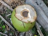 Cocos nucifera. Незрелый плод со срезанной верхушкой (внутри жидкий эндосперм). Андаманские острова, остров Лонг, песчаный пляж. 07.01.2015.