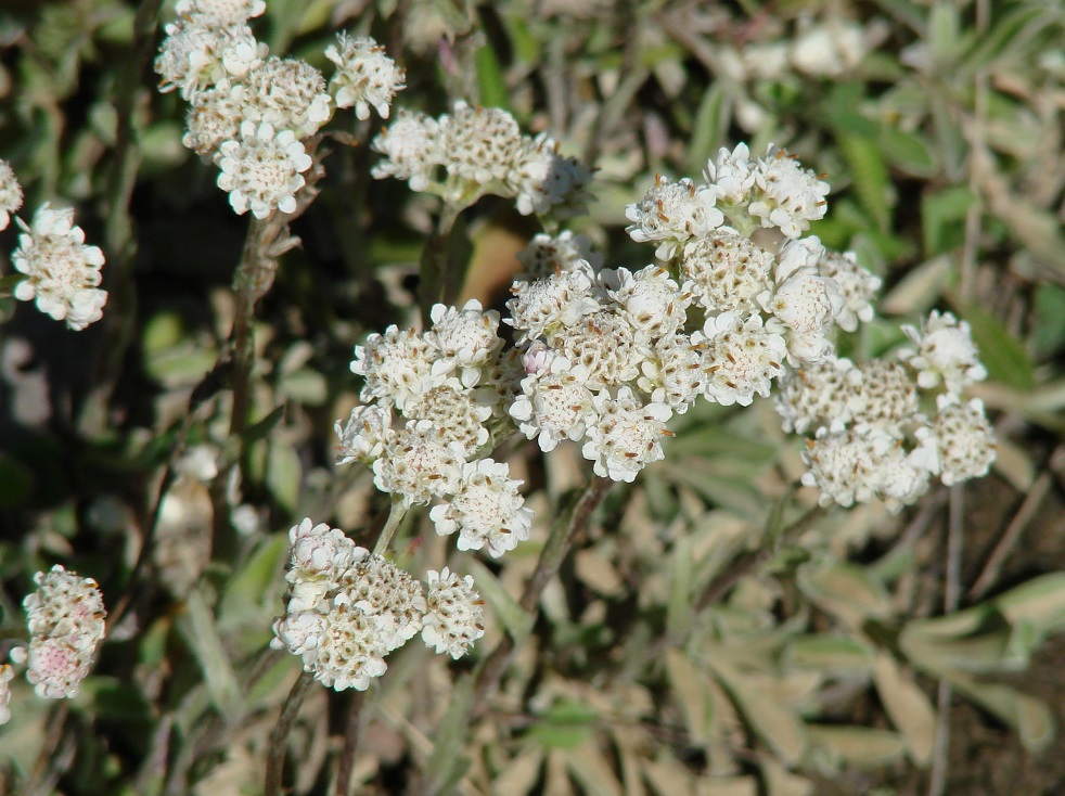 Изображение особи Antennaria dioica.