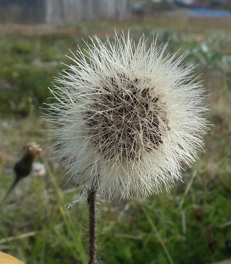 Изображение особи Pilosella laticeps.