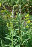 Veronica linariifolia. Верхушки цветущих растений. Иркутская обл., Иркутский р-н, окр. пос. Марково, долина р. Кая. 21.07.2014.