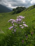 Linum hypericifolium