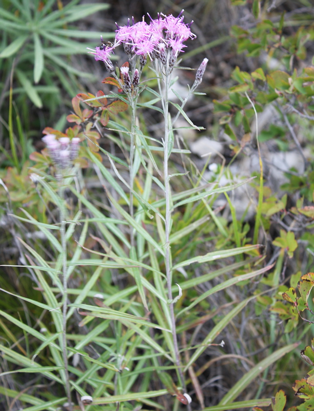 Image of Saussurea salicifolia specimen.