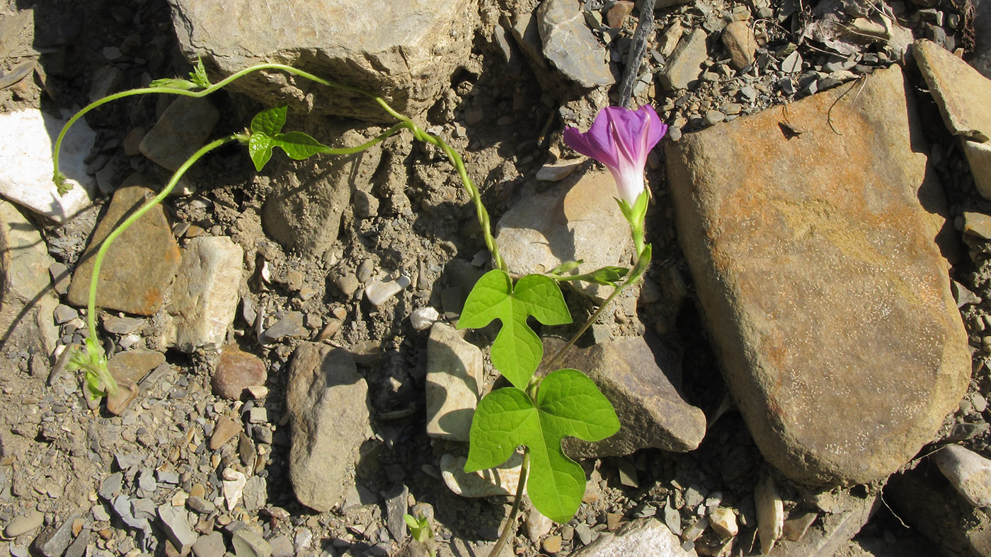 Изображение особи Ipomoea purpurea.