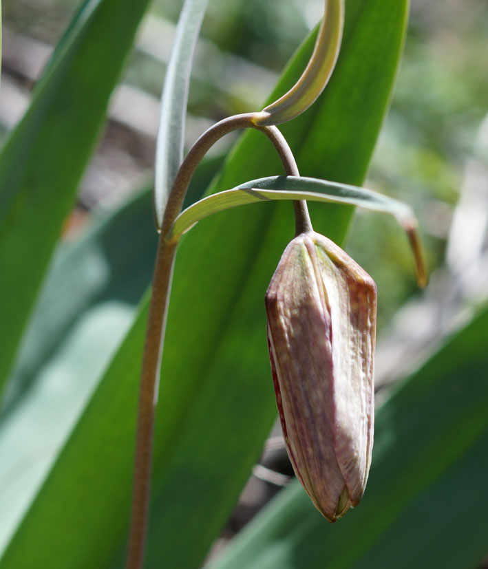 Image of Fritillaria walujewii specimen.