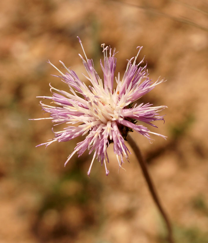 Image of Jurinea lanipes specimen.