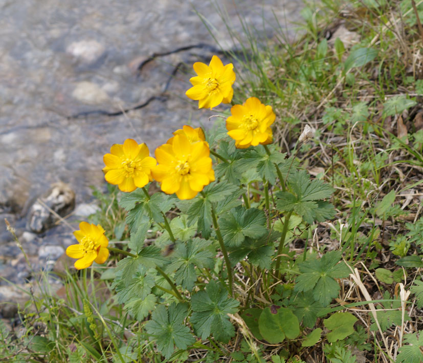 Изображение особи Trollius dschungaricus.