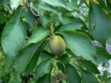 Prunus domestica ssp. italica