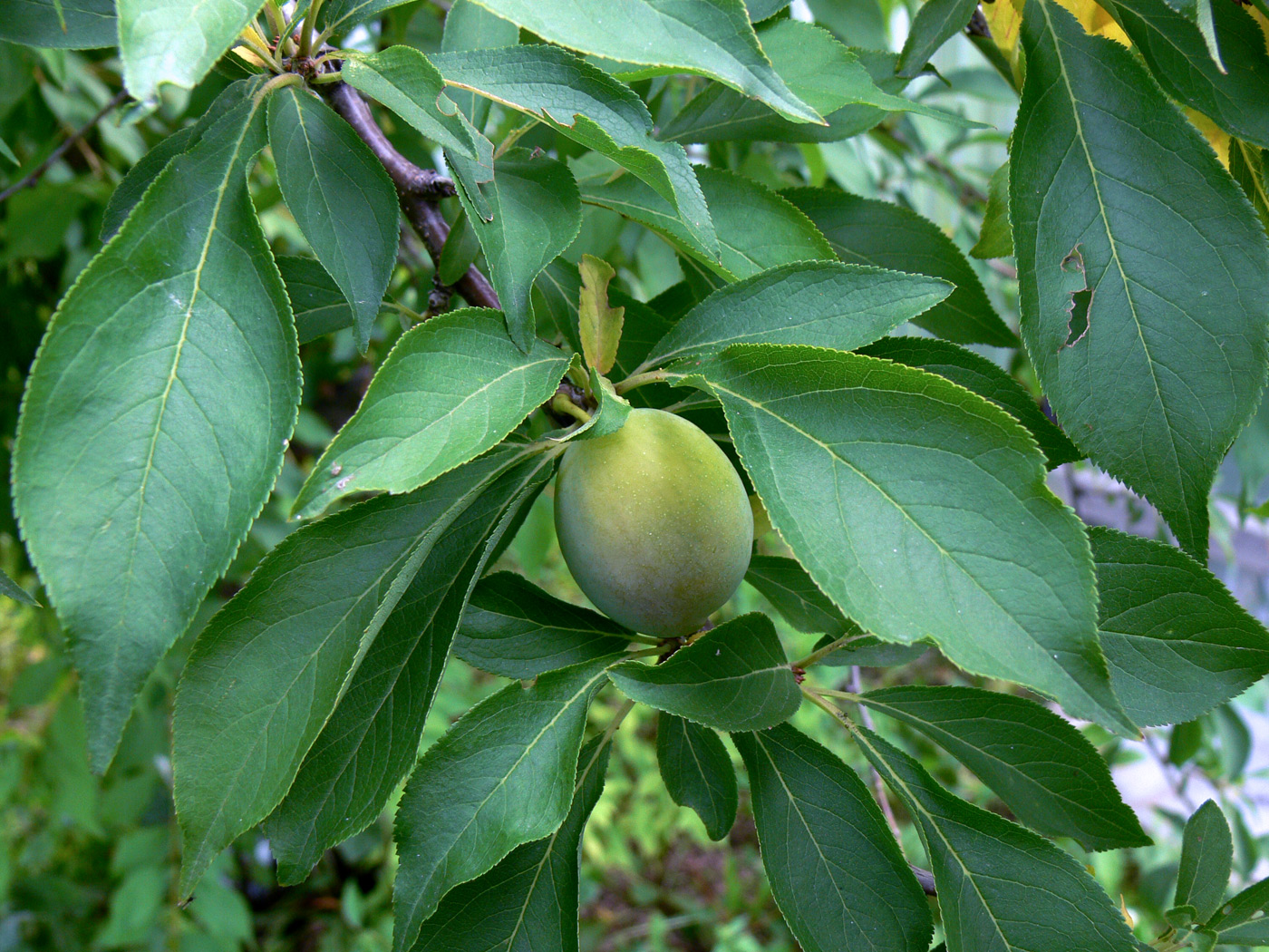 Изображение особи Prunus domestica ssp. italica.