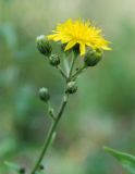 genus Hieracium. Соцветие. Адыгея, долина р. Фарс. 15.08.2008.