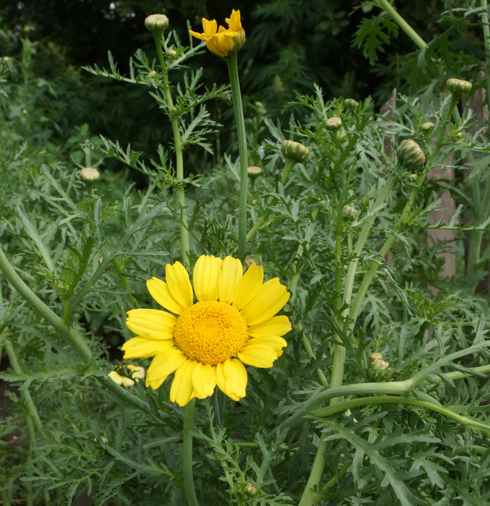 Image of Glebionis coronaria specimen.