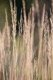 Calamagrostis epigeios