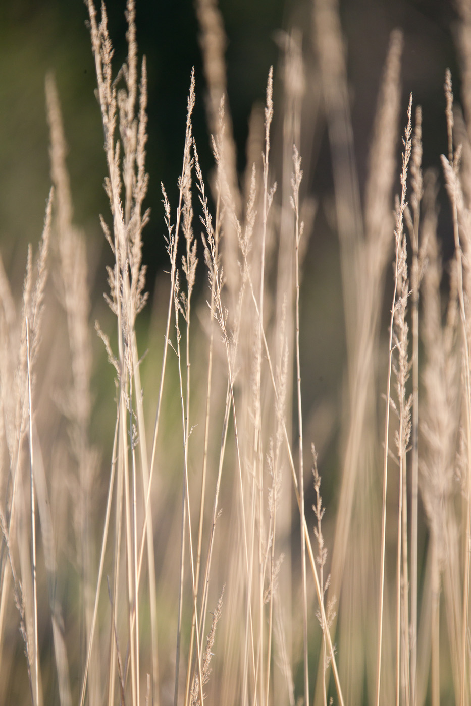 Изображение особи Calamagrostis epigeios.