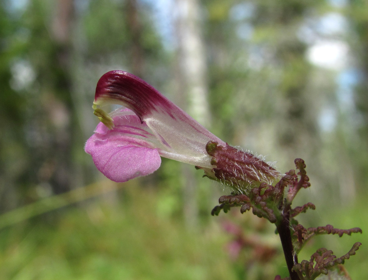 Image of Pedicularis palustris specimen.