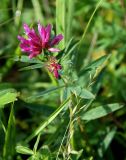 Trifolium lupinaster