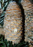 Abies koreana