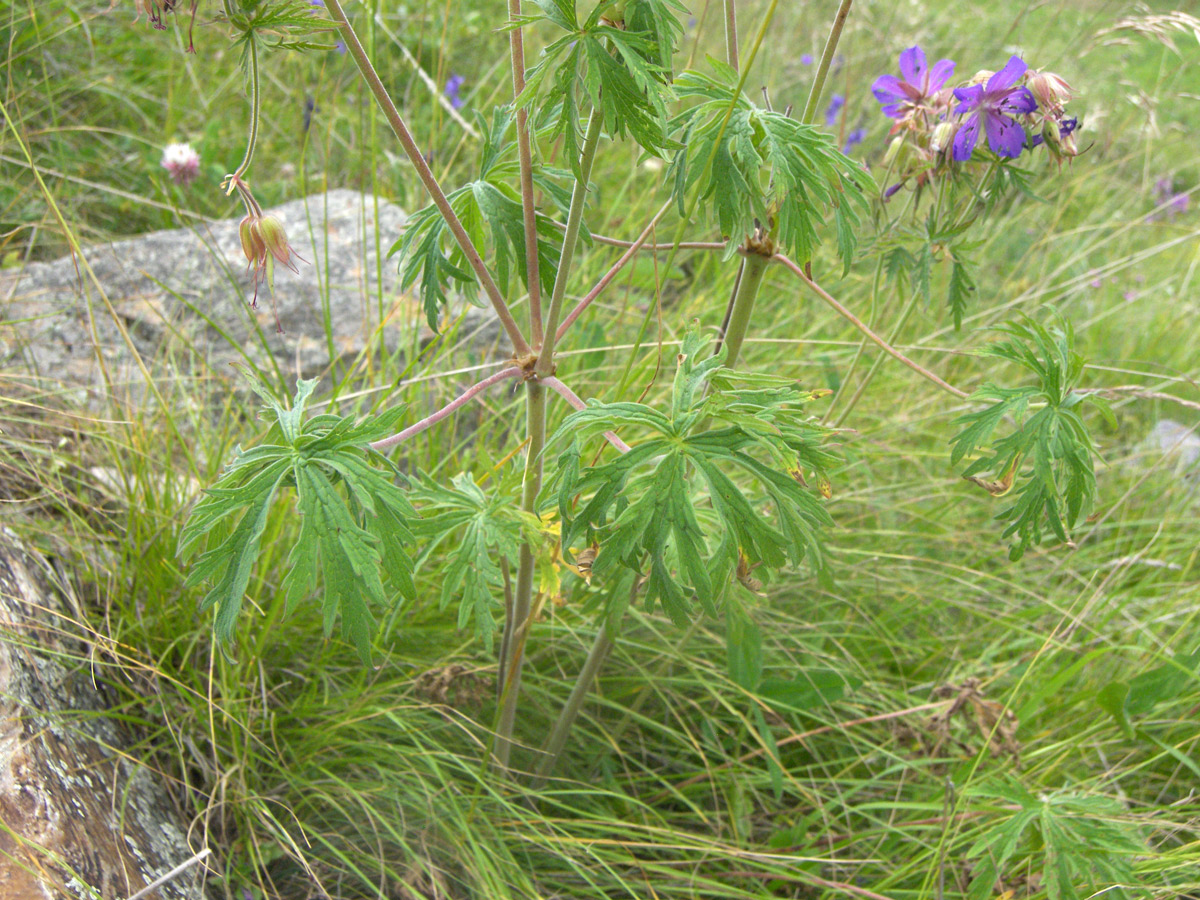 Image of Geranium ruprechtii specimen.