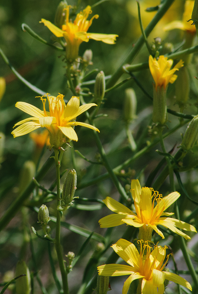 Изображение особи Youngia tenuifolia ssp. altaica.