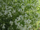 Crambe tataria. Часть соцветия. Белгородская обл., Губкинский р-н, запов. «Белогорье», Ямская степь. 11 июня 2009 г.