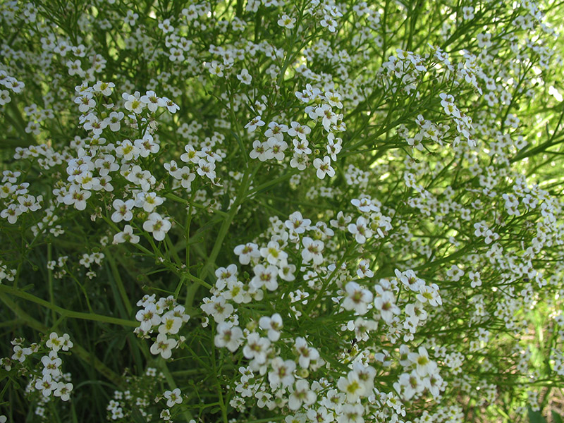 Изображение особи Crambe tataria.