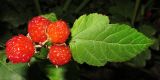 Rubus crataegifolius