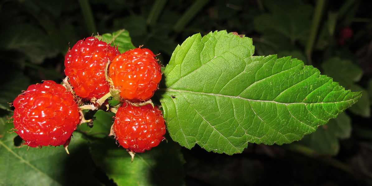 Image of Rubus crataegifolius specimen.