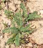 Astragalus camptoceras