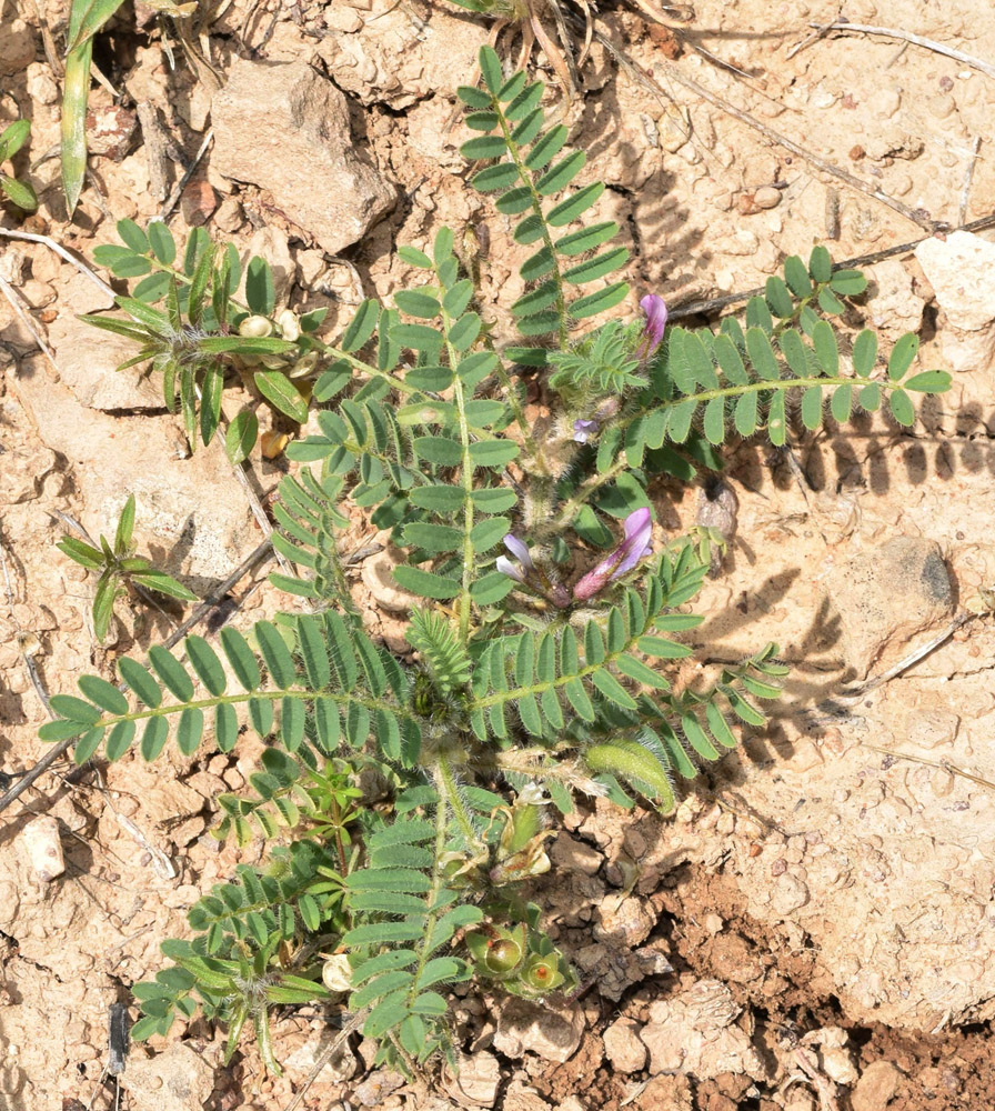 Изображение особи Astragalus camptoceras.