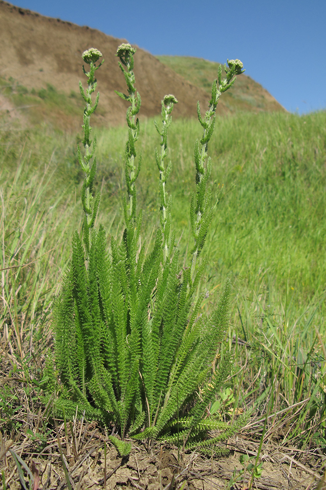 Изображение особи род Achillea.