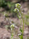 Capsella bursa-pastoris