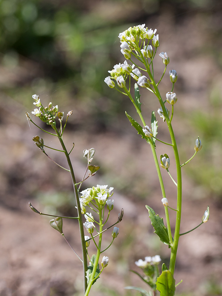 Image of Capsella bursa-pastoris specimen.