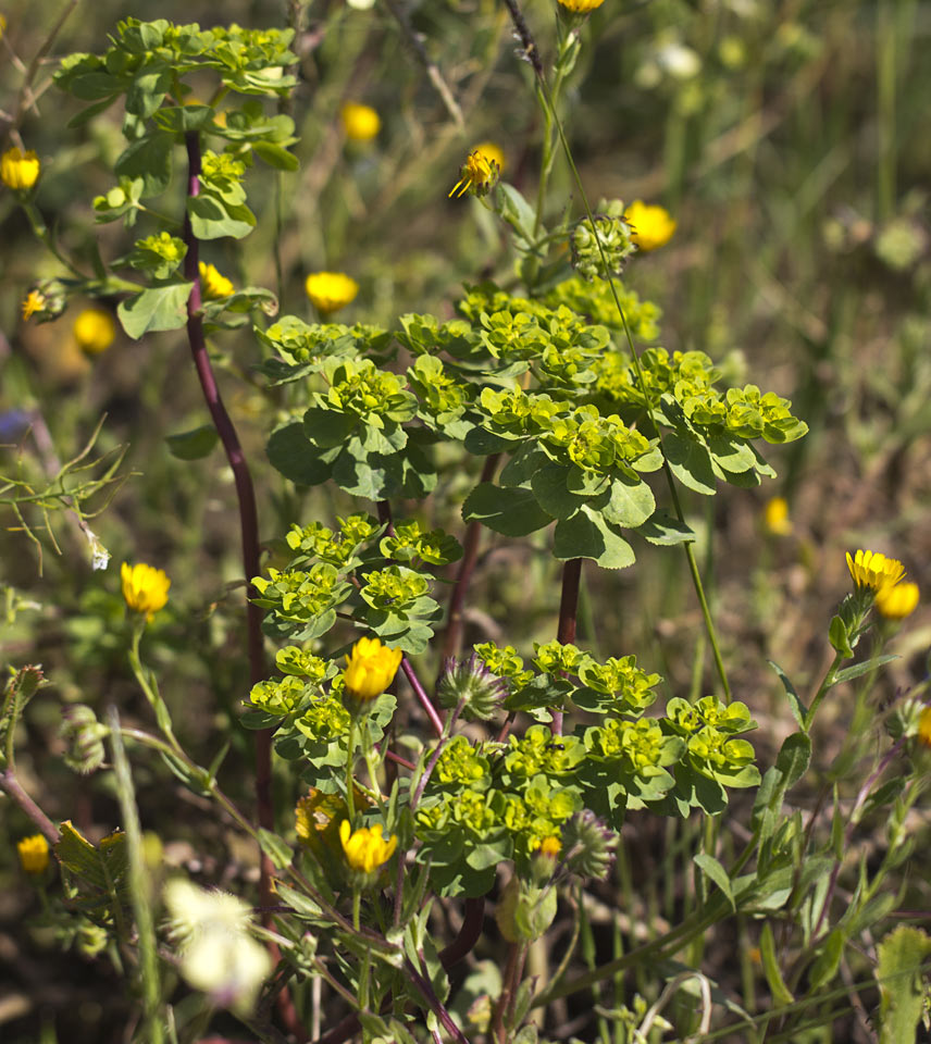 Изображение особи Euphorbia helioscopia.