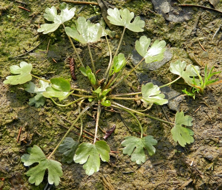 Image of Ranunculus sceleratus specimen.