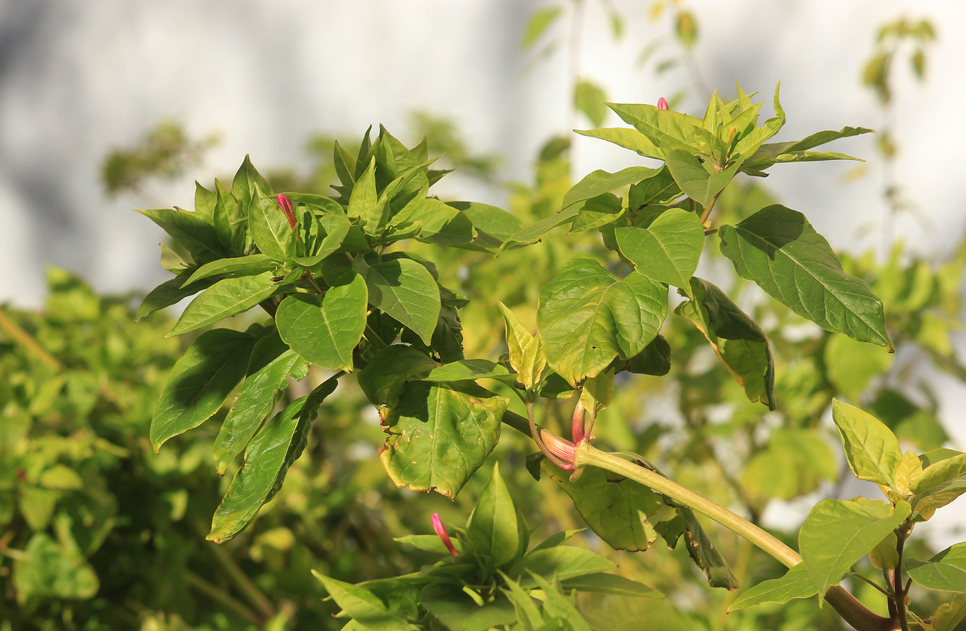 Изображение особи Mirabilis jalapa.