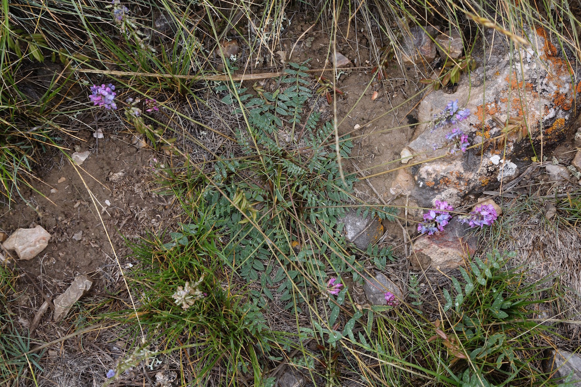 Image of Oxytropis globiflora specimen.