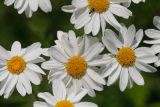 Pyrethrum corymbosum