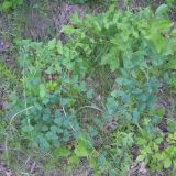 Vicia pisiformis