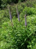 Veronicastrum sibiricum. Цветущие растения. Приморье, окр. г. Находка, мыс Тунгус, на склоне сопки. 02.07.2016.