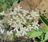 Heracleum freynianum