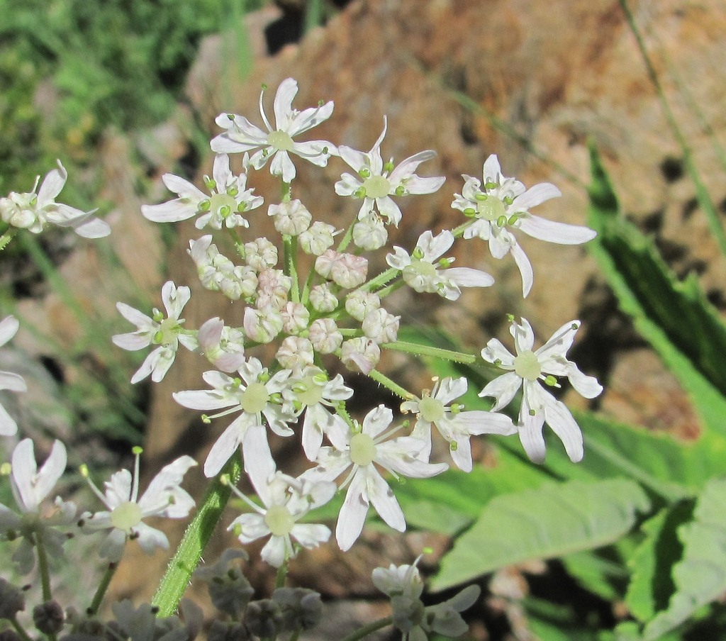 Изображение особи Heracleum freynianum.