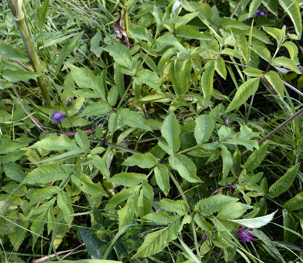 Изображение особи Angelica sylvestris.