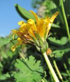 Taraxacum confusum