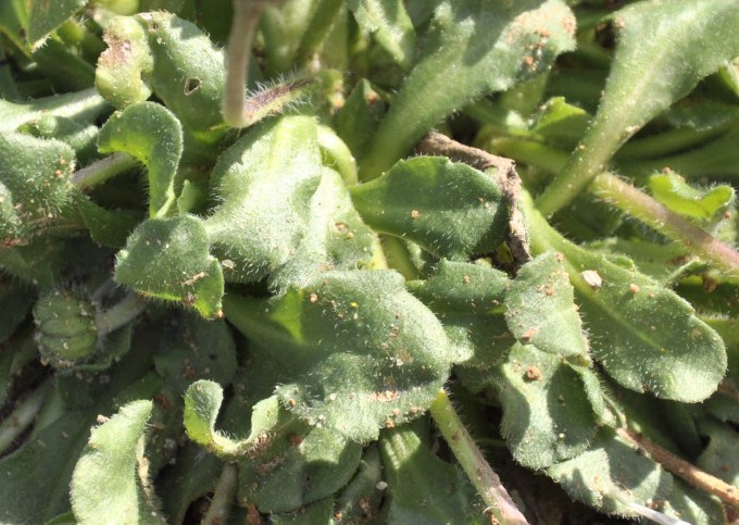 Image of Bellis annua specimen.