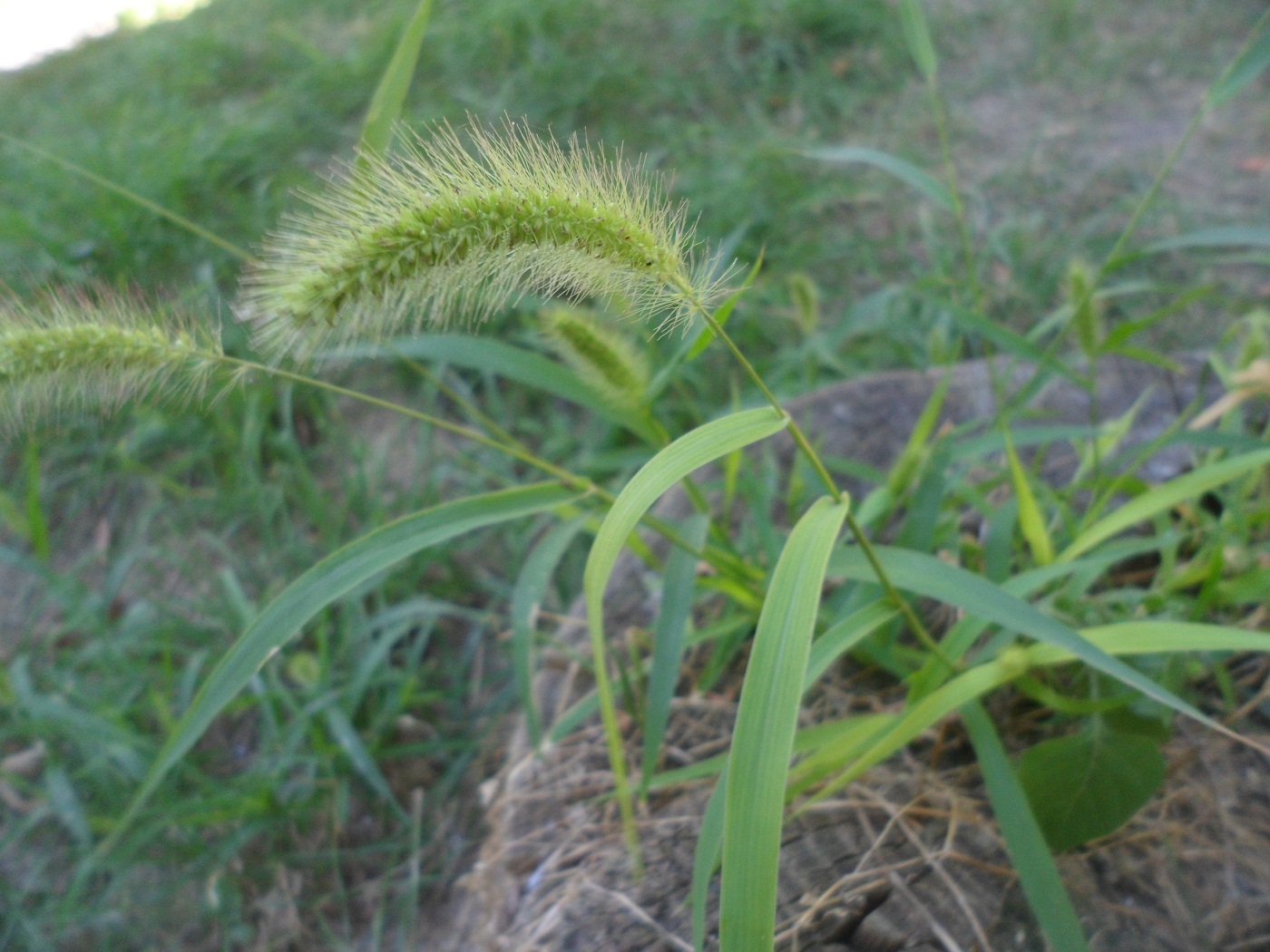 Изображение особи Setaria viridis.