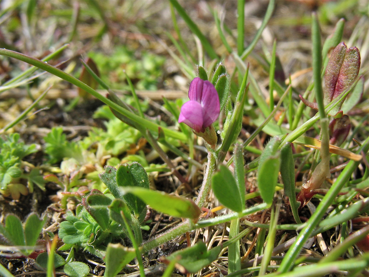 Image of Vicia lathyroides specimen.