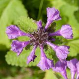 Betonica macrantha. Соцветие (вид сверху). Ленинградская обл., Ломоносовский р-н, пос. Дубки, садовый участок, в культуре. 26.06.2016.